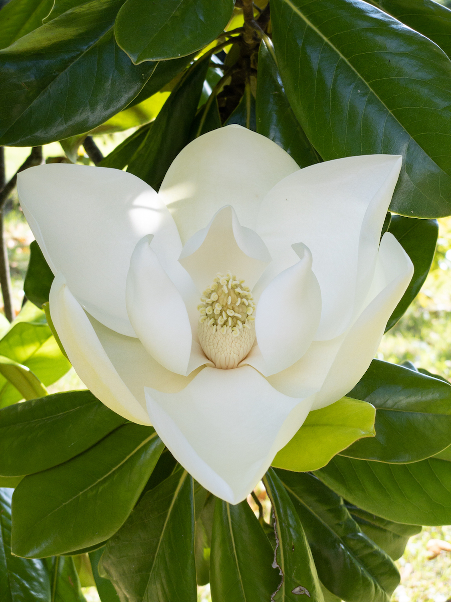 grandiflora
